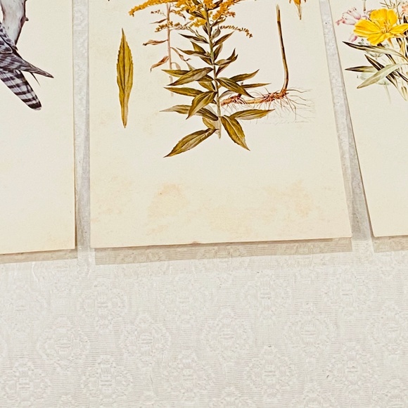 BUNDLE ONLY-Vintage Cottagecore Wildlife Art Gallery Postcard Set - Picture 4 of 10